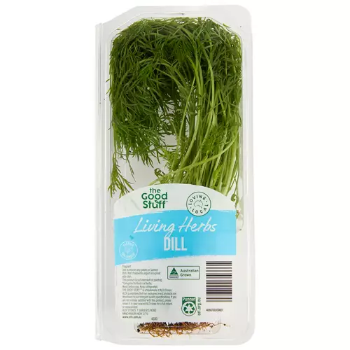 Living Herbs Dill