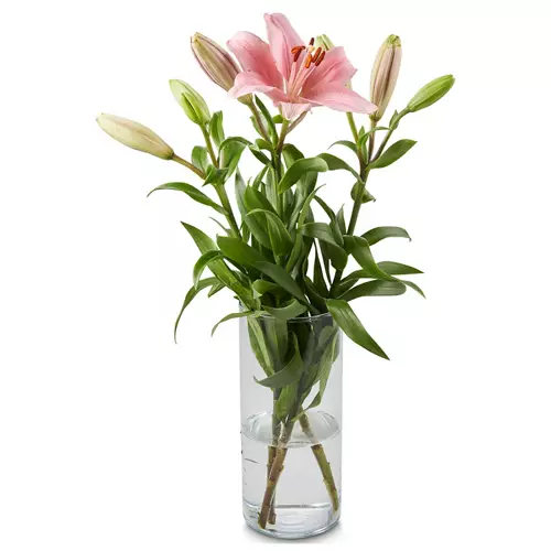 Asiatic Lily Bunch