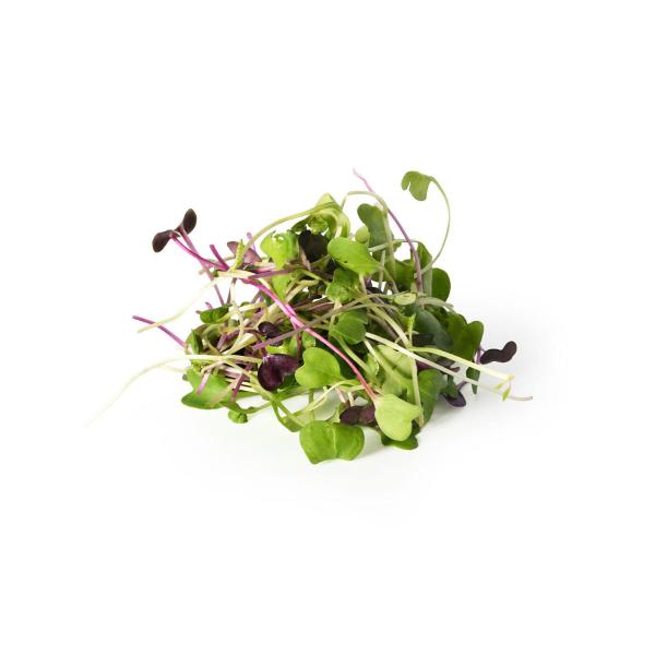 Young Shoot Microgreens