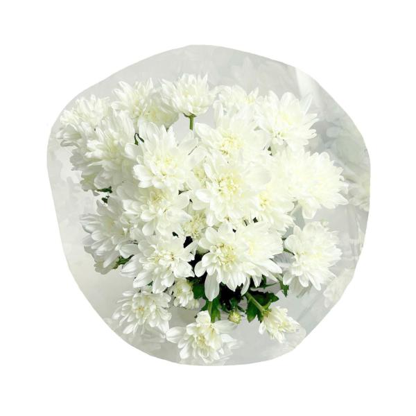 Bunch Chrysanthemum White