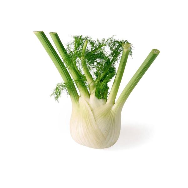 Organic Large Fennel