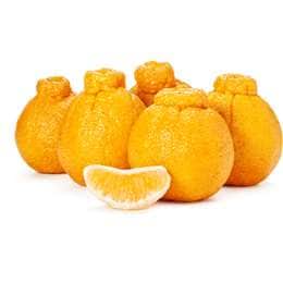 Sumo Citrus each
