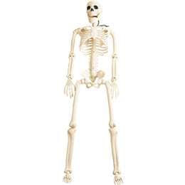 Halloween Large Hanging Skeleton Large